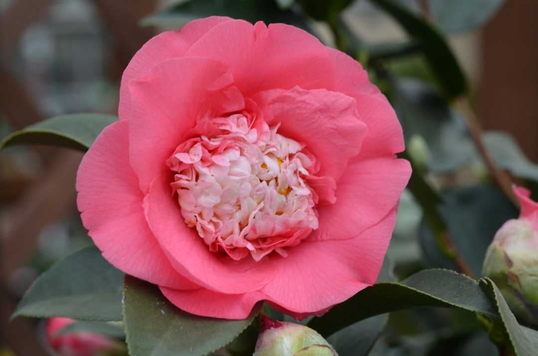 Gefüllte Kamelienblüte