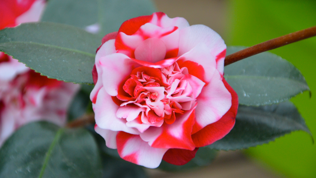 Rot-weiße Kamelienblüte, stark gefüllt