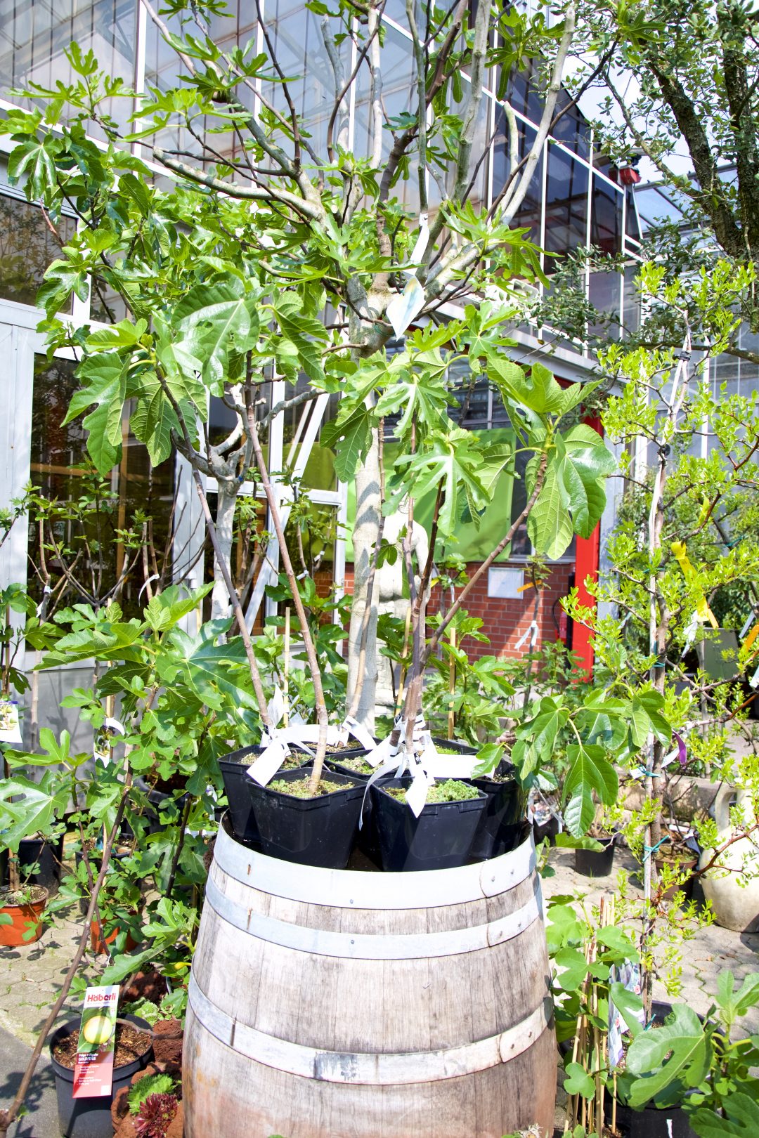 Feigenbäume im Gartencenter