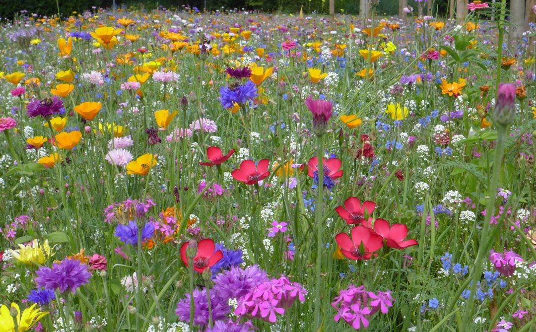 Blumenwiese