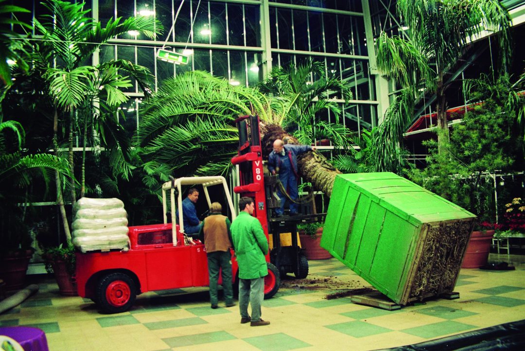 Die Ankunft der Palme in unserem Café