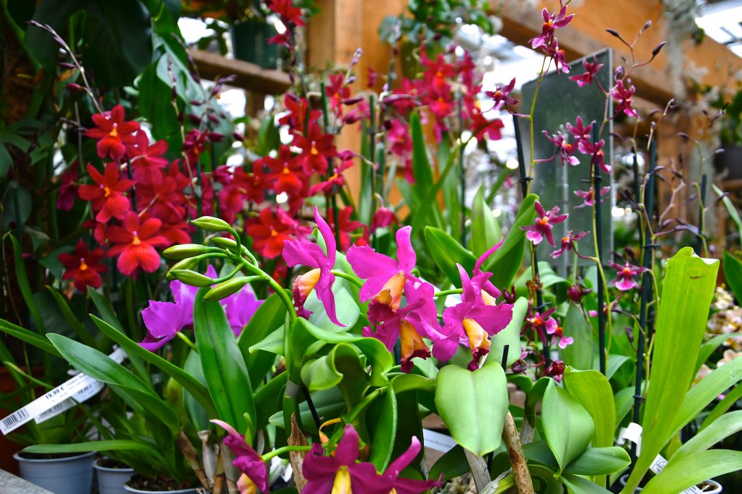 Orchideenausstellung im Gartencenter
