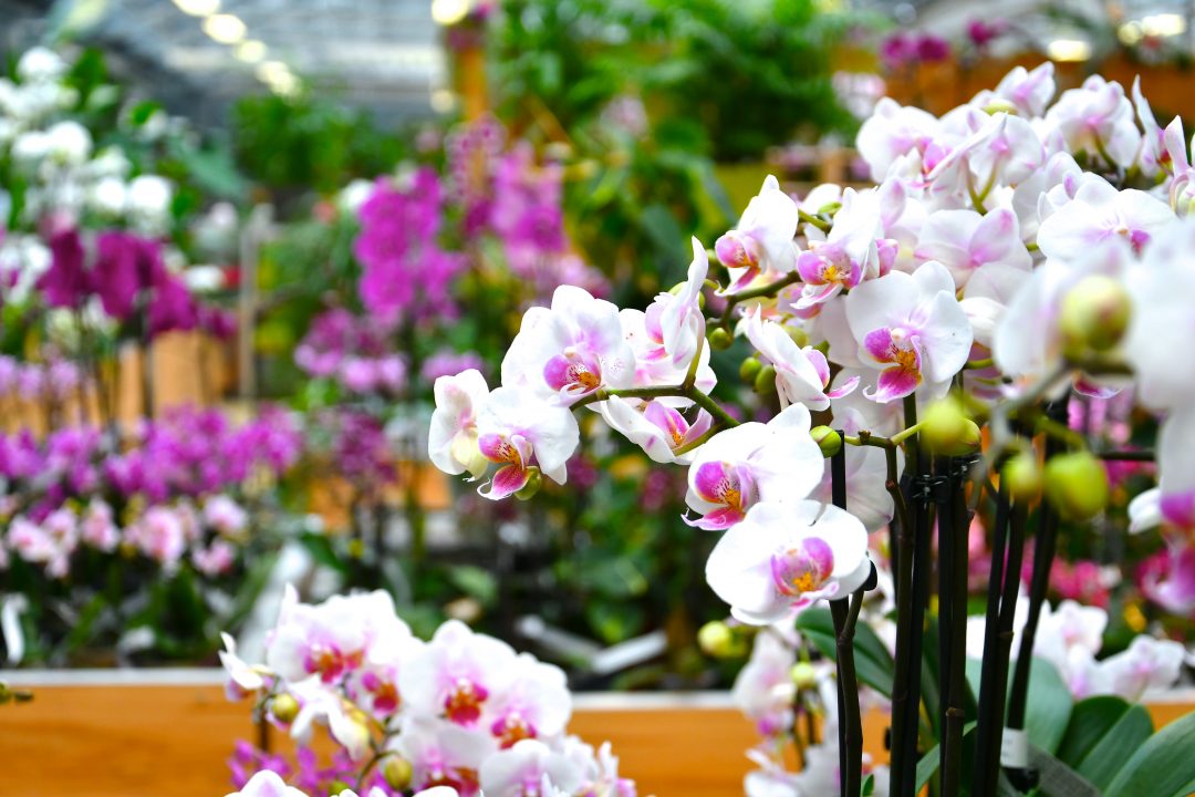Orchideenblüten
