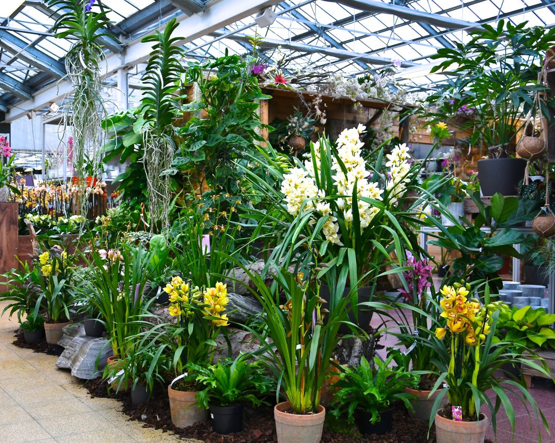 Orchideenausstellung im Gartencenter
