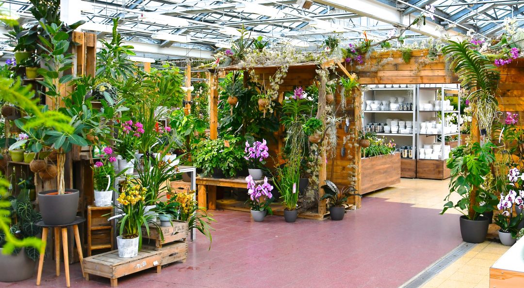 Orchideenausstellung im Gartencenter