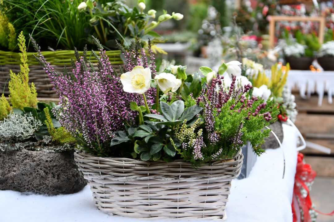 Winterliches Arranegement aus Heide, Christrosen und Beeren