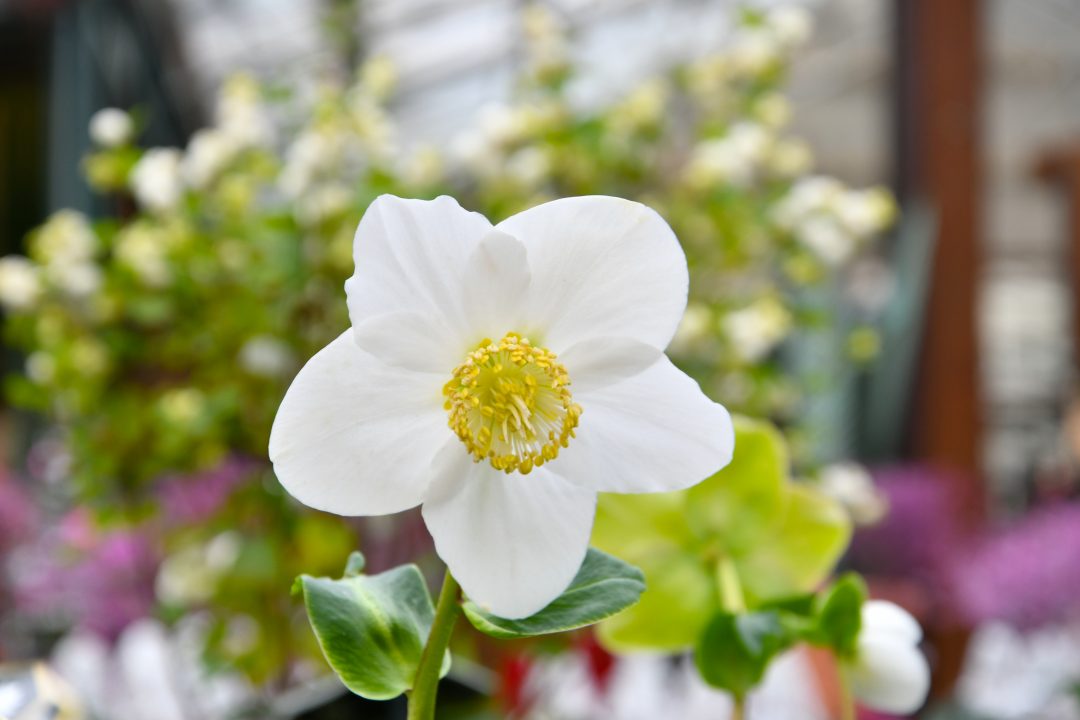 Weiße Blüte einer Christrose