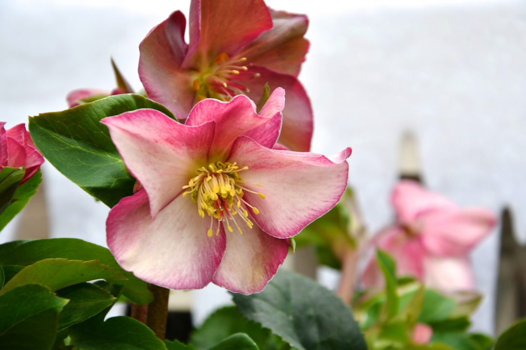 Rötliche Blüte einer Christrose