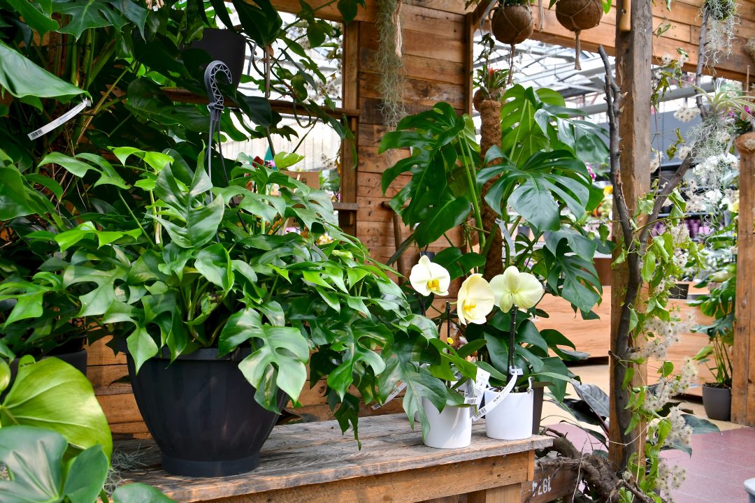 monstera monkey mask, monstera minima und drei Orchideen in einem Holzgestell in Szene gesetzt