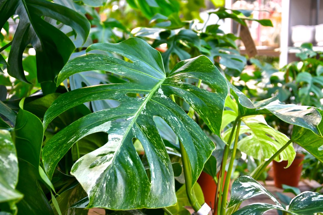 Blatt einer monstera variegata mit weißer Panachierung