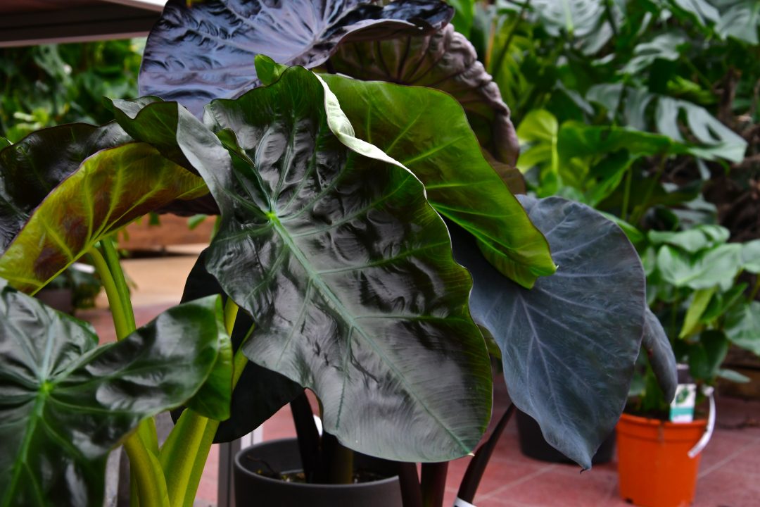 Eine Alocasia Pflanze