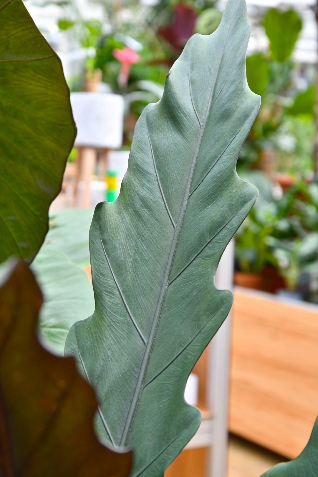Das Blatt einer Alocasia