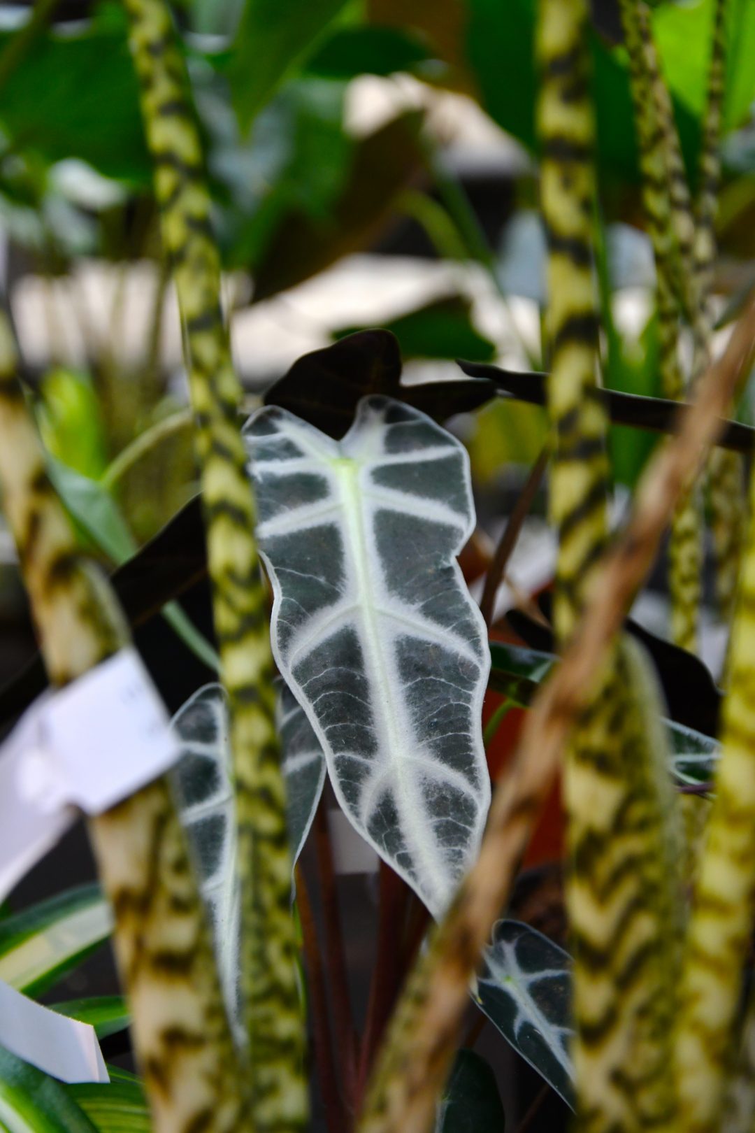 Alocasia Blatt 