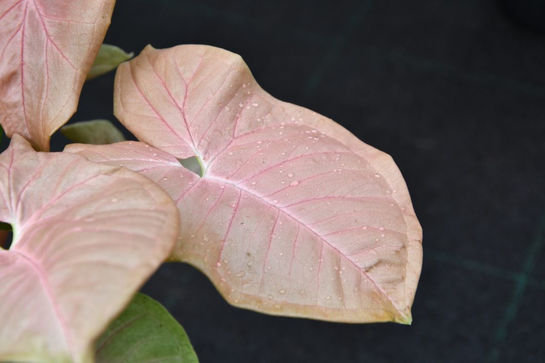 Die Blätter einer Alocasia