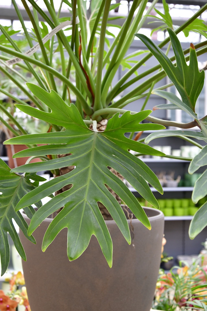 Blatt eines Philodendron Xanadu