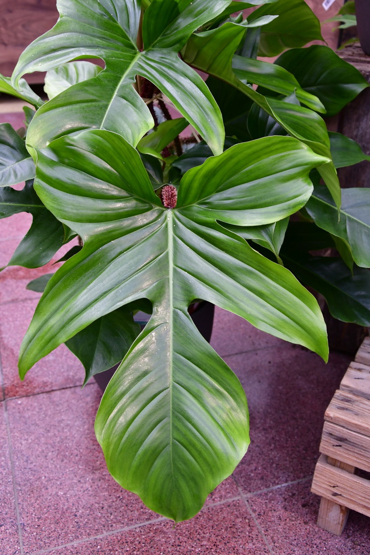 Blatt eines Philodendron squamiferum