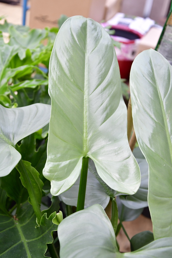 Das Blatt eines Philodendron hastatum