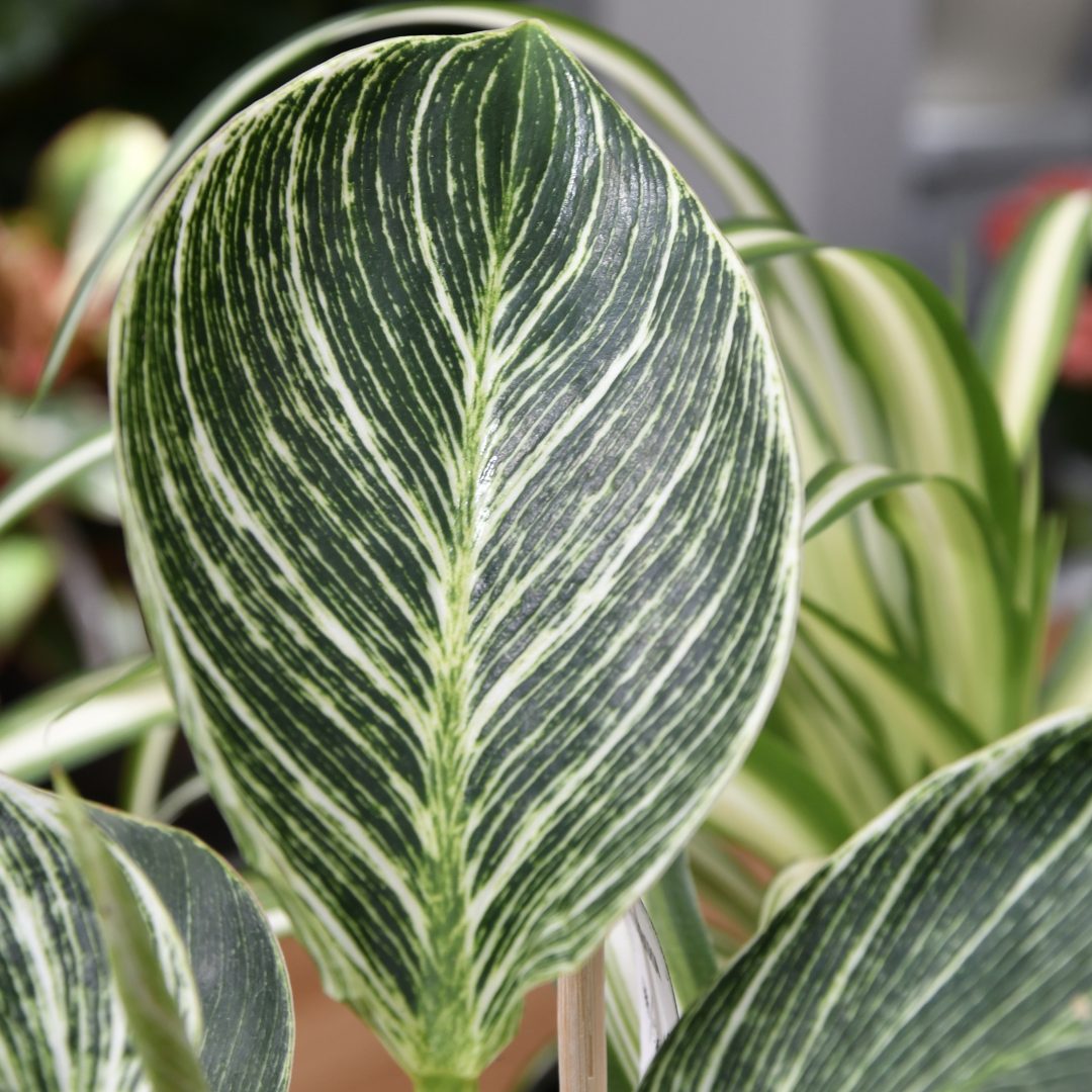 Philodendron Sorte Birkin. dunkel grünes Blatt mit hellgrüner Äderung.