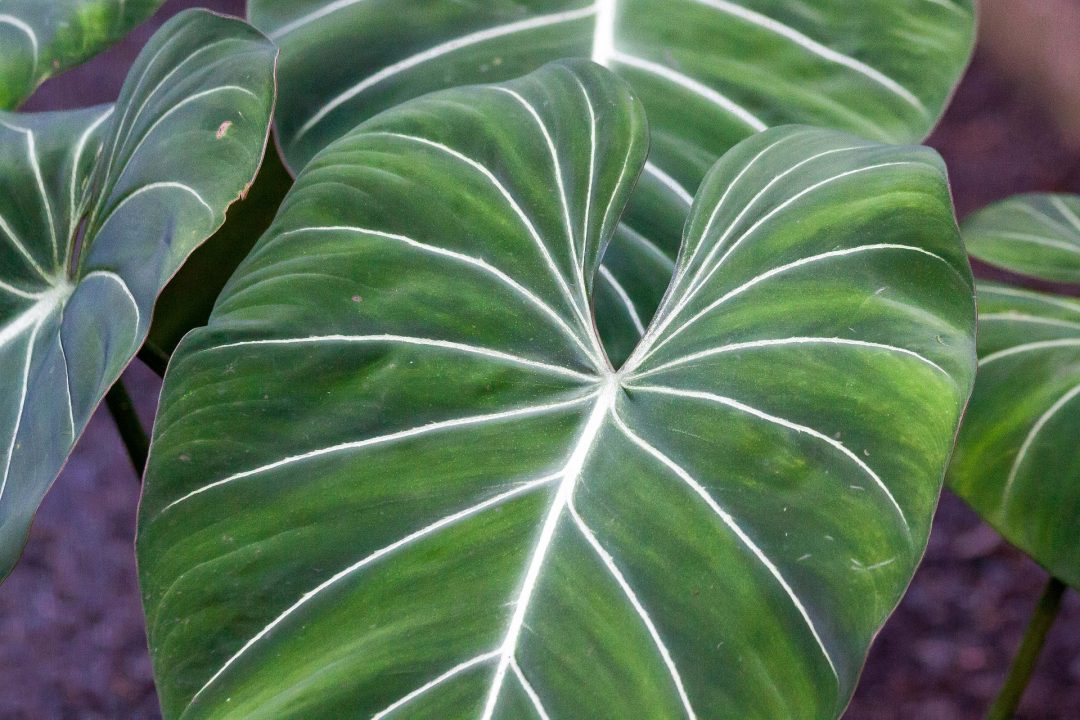 Blätter eines Philodendron gloriosum