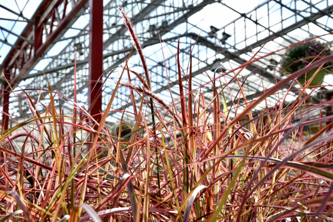 Rote Halme und Blätter von Blutgras