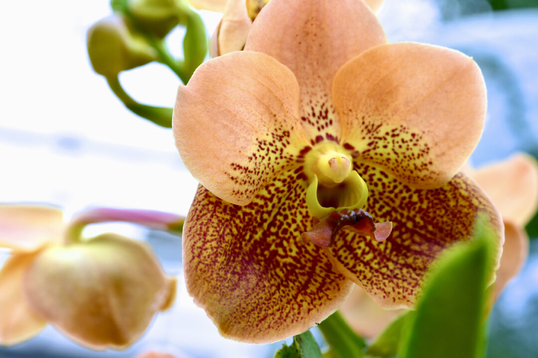 Eine Orchideenblüte