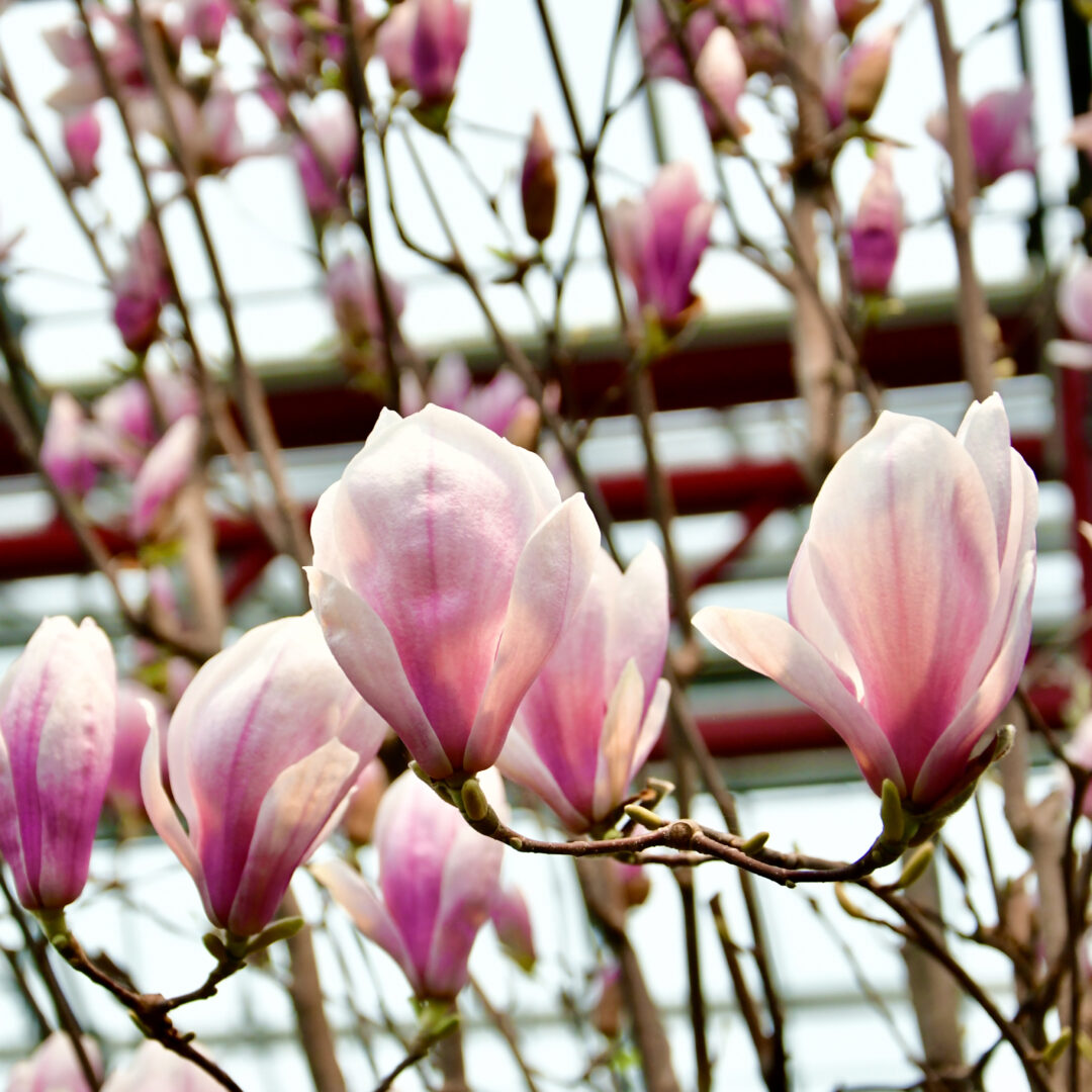 Blüte einer Magnolie