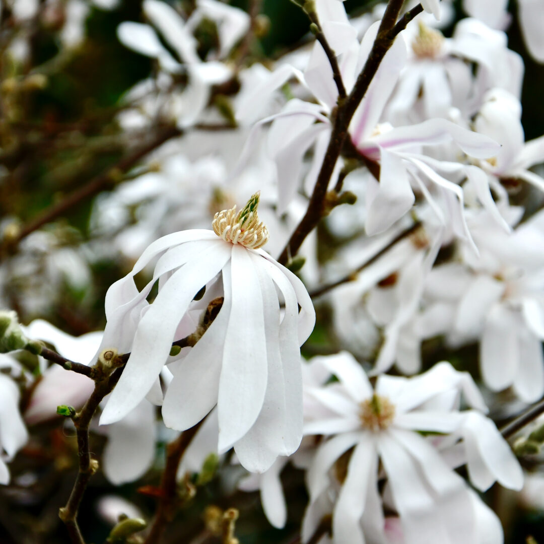 Blüten einer Sternmagnolie