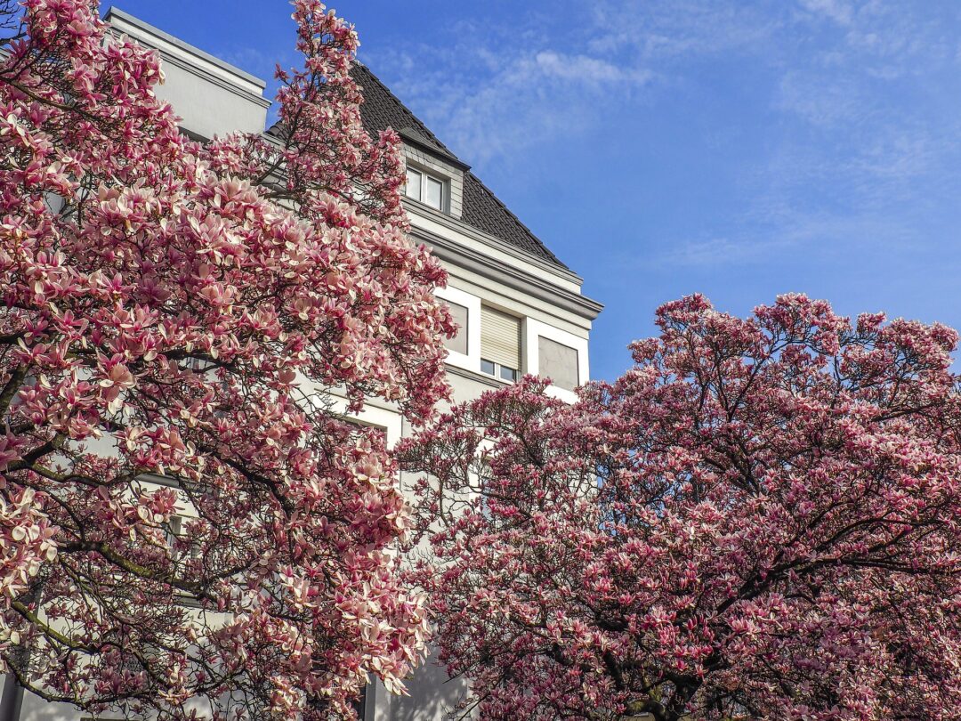Blühende Magnolien Bäume