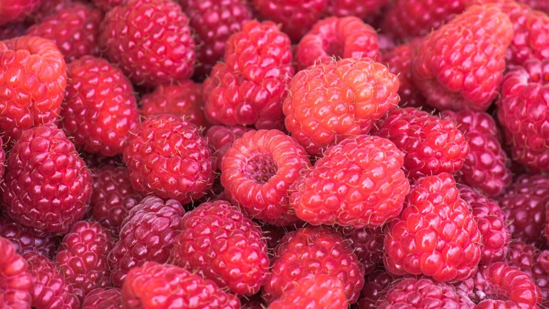 Viele Himbeeren nebeneinander
