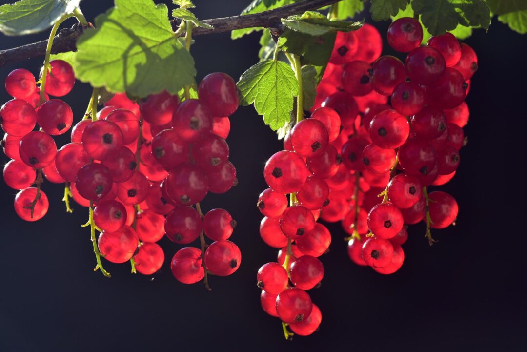 Johannisbeeren an einer Rispe