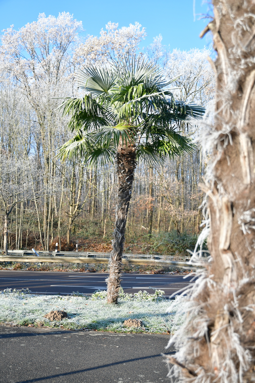 Die chinesische Hanfpalme ist winterhart.