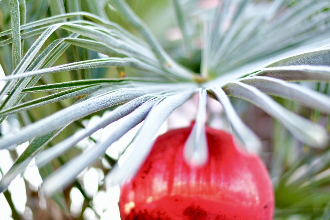 Wedel einer chinesischen Hanfpalme im Winter, mit roter Christbaumkugel.