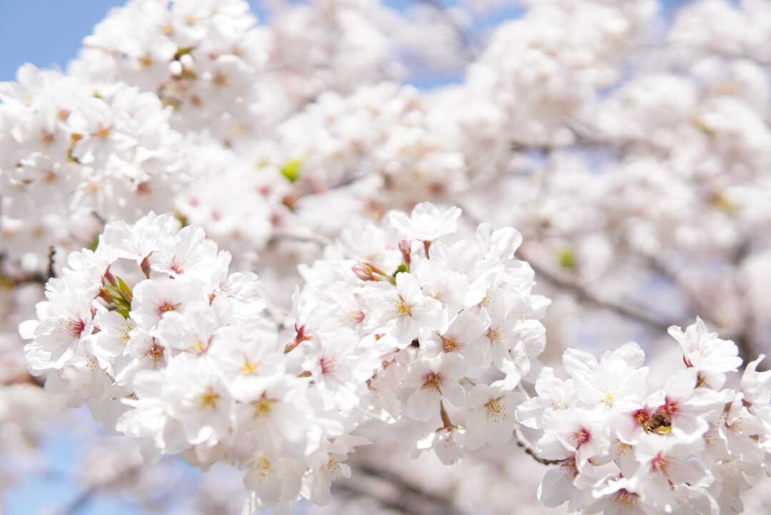 Kirschblüte