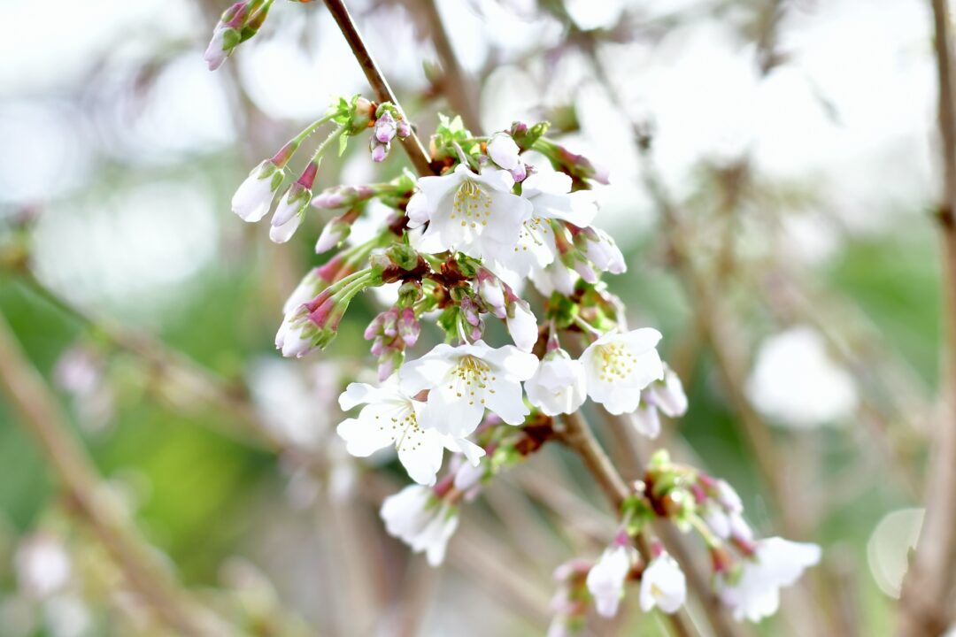 Kirschblüte