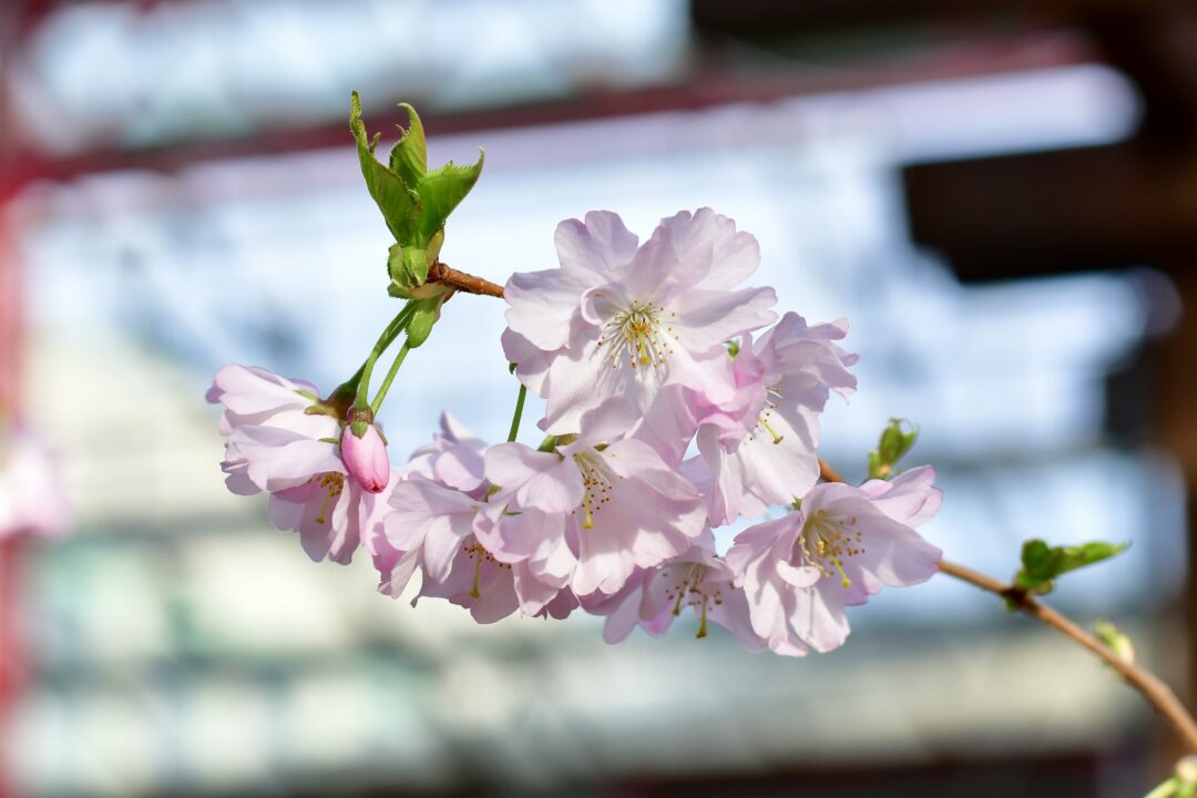 Kirschblüte