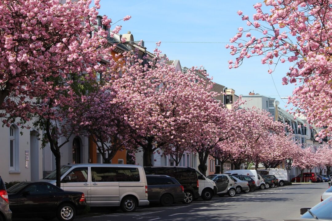 Kirschblütezeit in Bonn