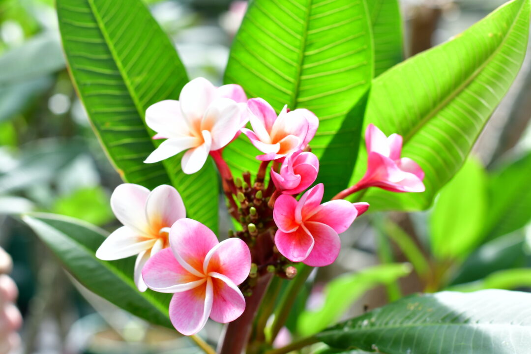 Frangipani Blüte