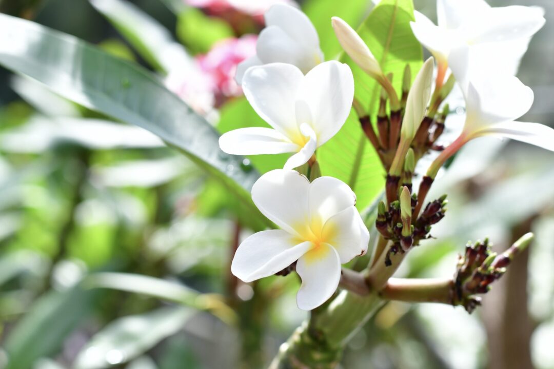 Frngipani Blüte