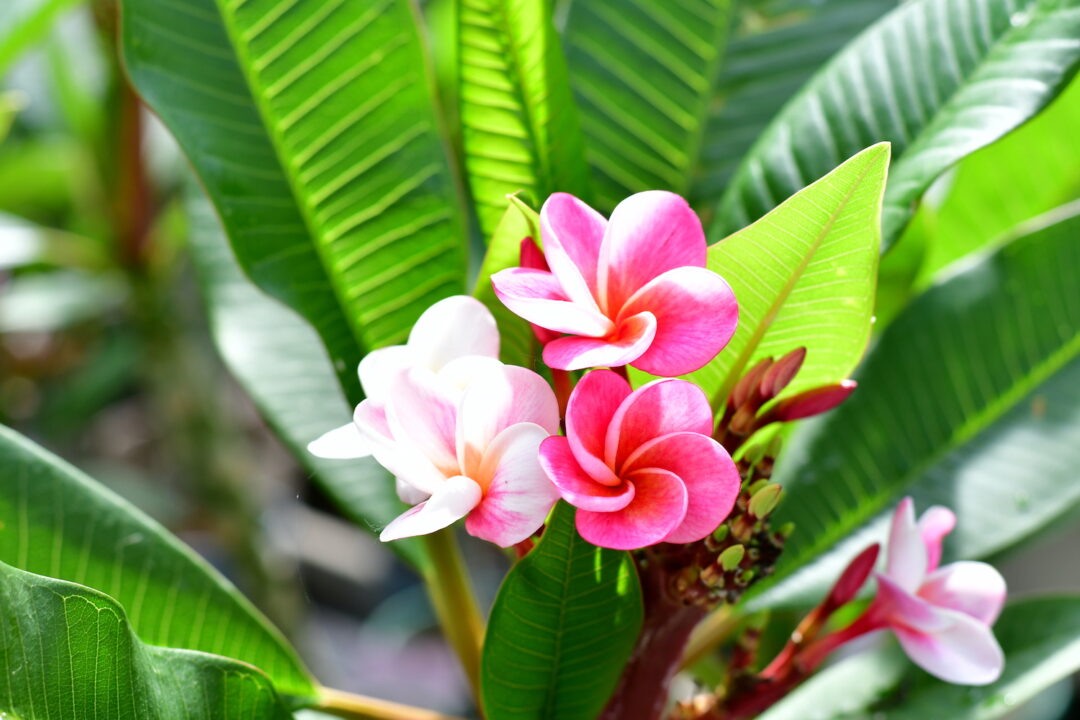 Frangipani Blüte</p>
<p>