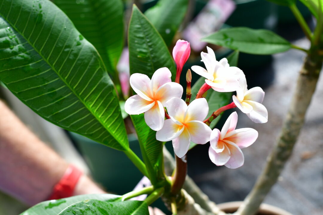 Frangipani Blüte