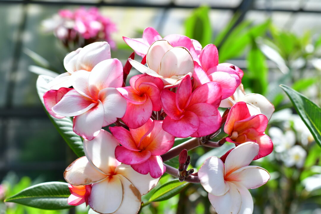 Frangipani Blüte