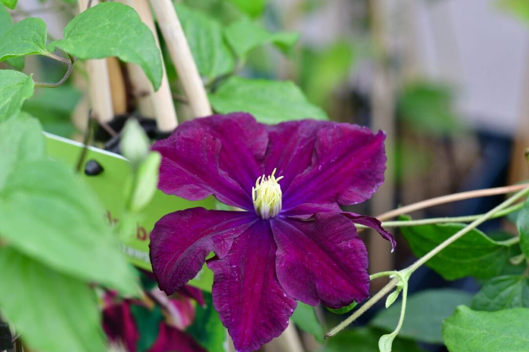 Lilafarbene Blüte einer Clematis.
