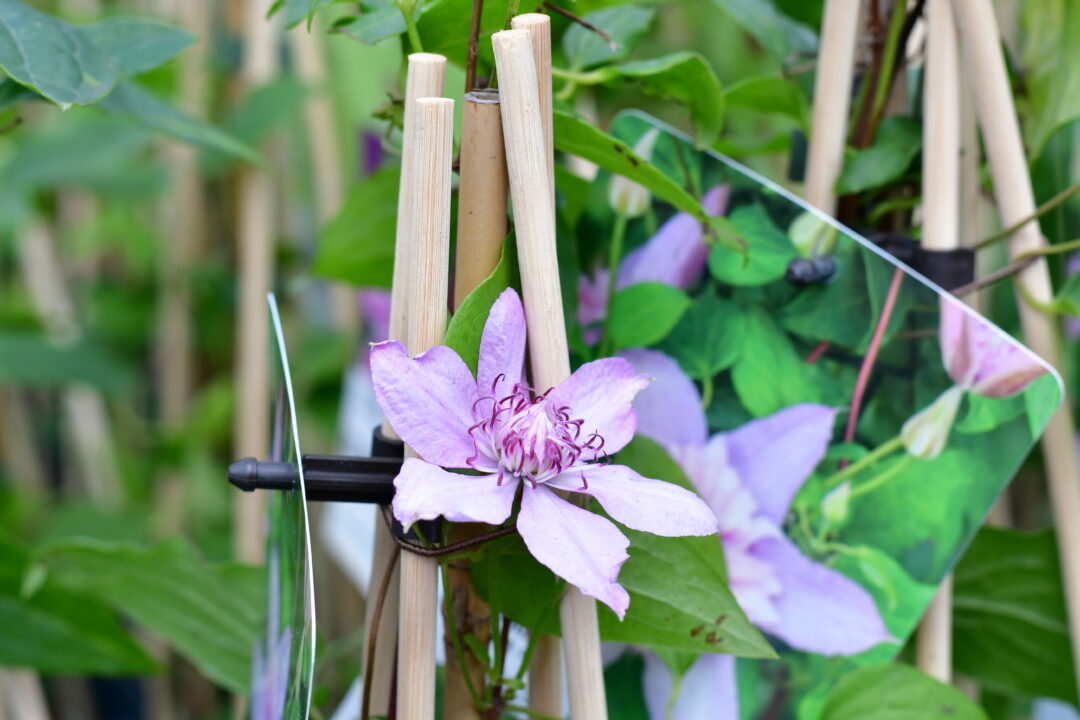Blüte einer Clematis.