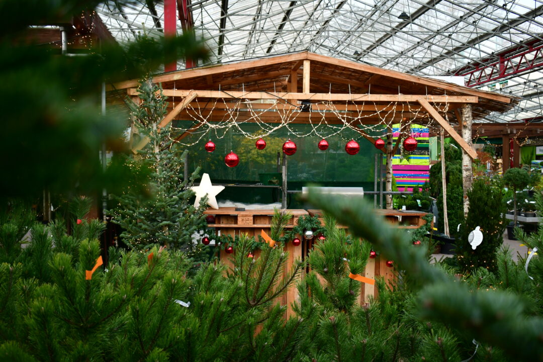 Hütte beim Weihnachtsbaumverkauf.