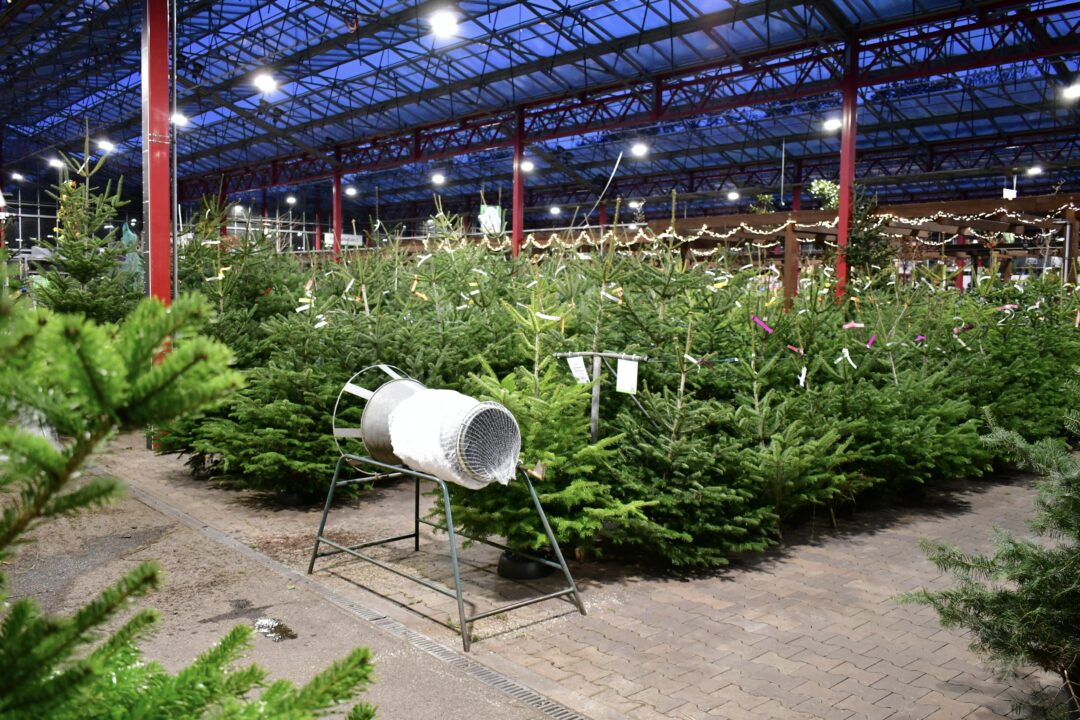 Weihnachtsbäume im Verkauf aufgereiht.