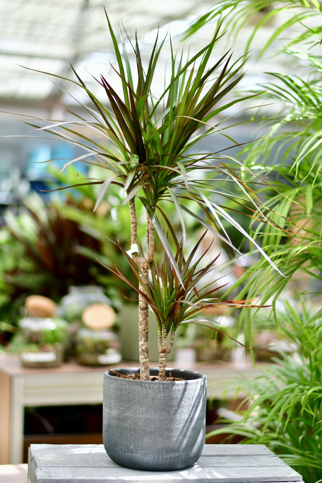 Dracaena</p>
<p>