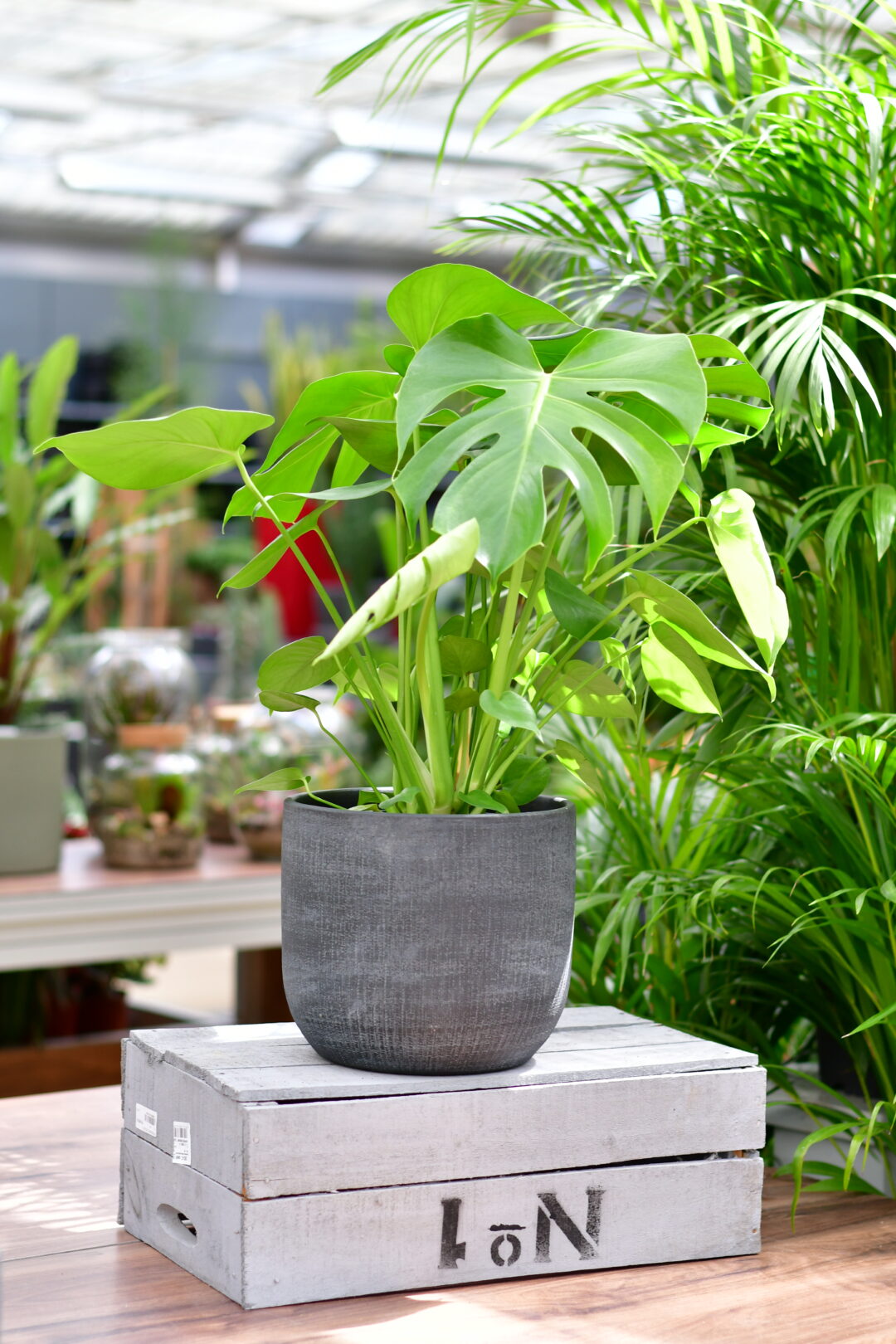 Monstera