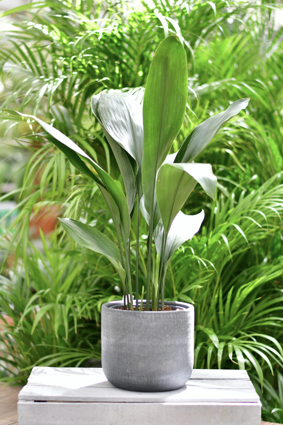 Schusterpalme</p>
<p>