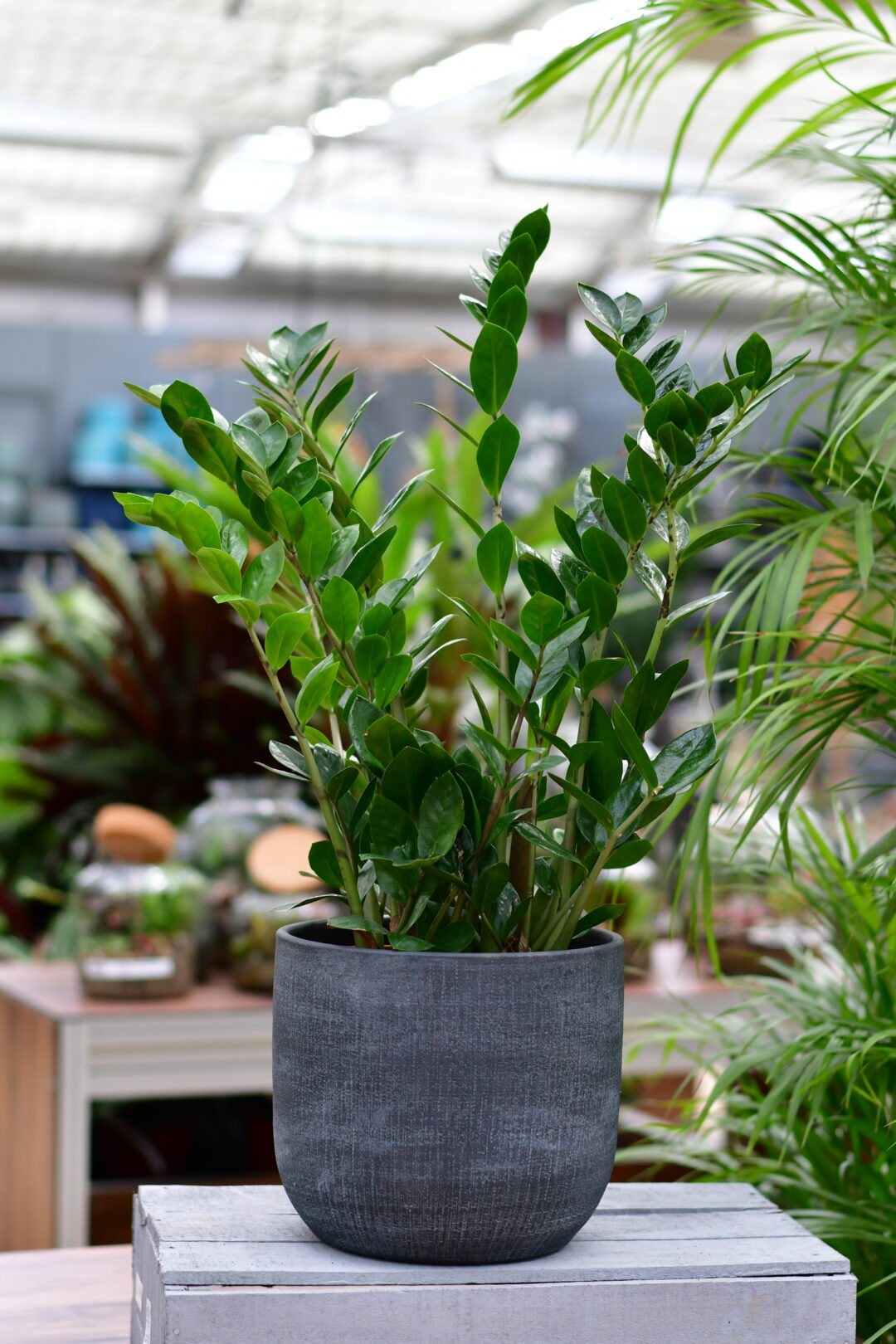 Zamioculcas