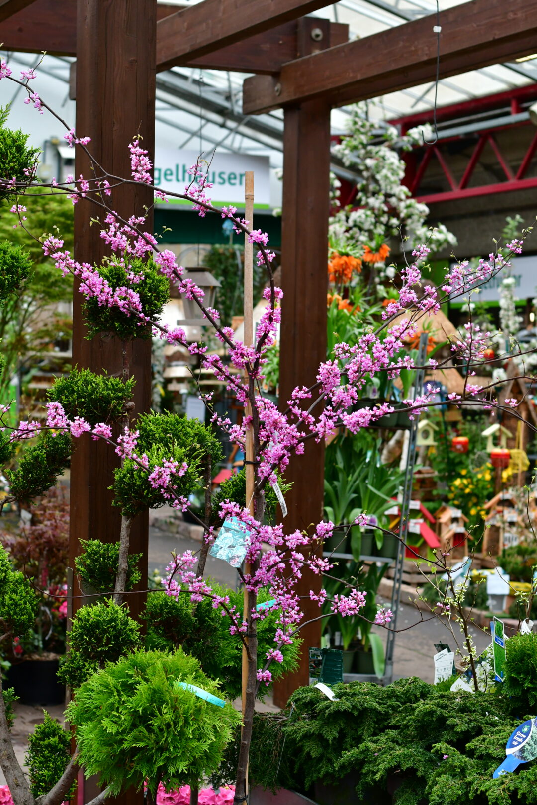 Ein kleiner Judasbaum mit Blüten.